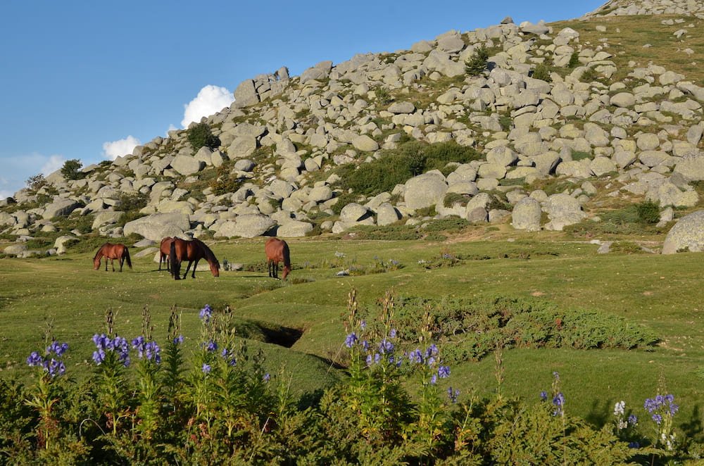 Plateau de Coscione